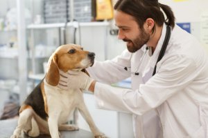 Causas y tratamiento del hipotiroidismo en perros