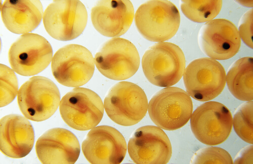 Huevos de los peces