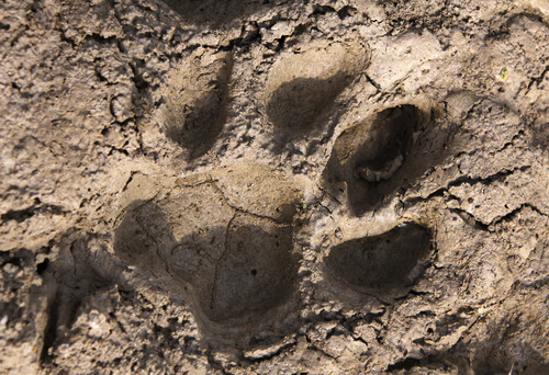 Identificación de huellas de animales