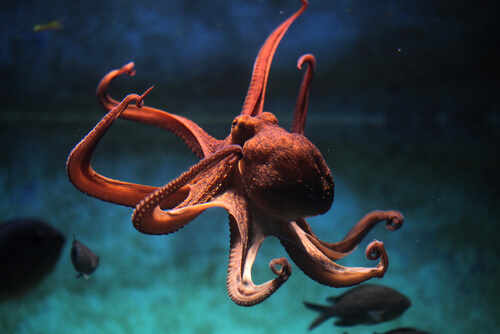 Inteligencia del pulpo