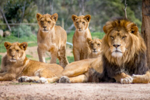 Jerarquía y sumisión en el sistema social de los animales