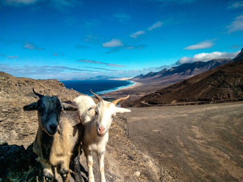 Las cabras de Fuerteventura