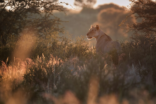 León de Namibia