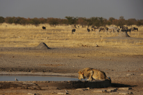 Los leones que cazan en el mar - Mis Animales