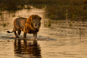 Los leones que cazan en el mar
