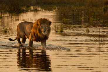 Los leones que cazan en el mar