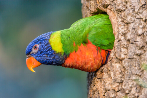 Loro arco iris: una de las aves más hermosas del mundo