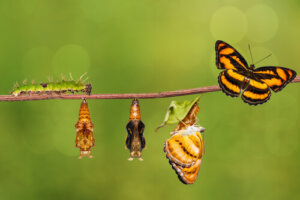 Los ciclos de vida más cortos y largos del reino animal