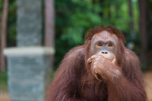 Los orangutanes reinventan el anzuelo