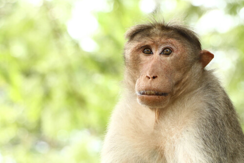 Biología del macaco de Bonnet