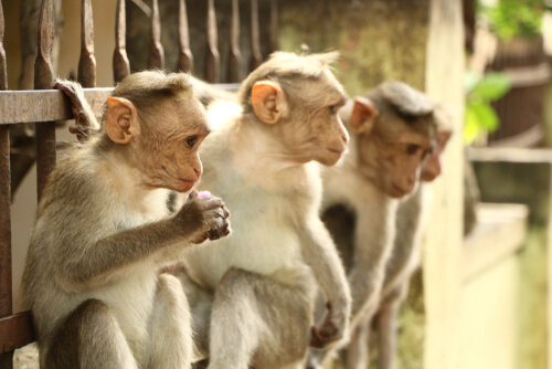 Macaco de Bonnet: comportamiento