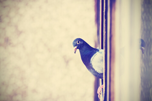 Manera de ahuyentar palomas