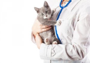 Cómo evitar el miedo a la visita veterinaria