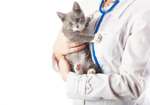 Miedo a la visita veterinaria