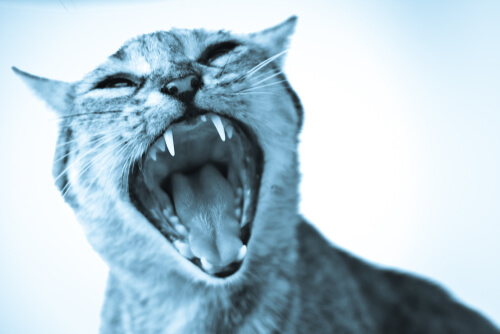 Fobia a los gatos: qué es y cómo actuar