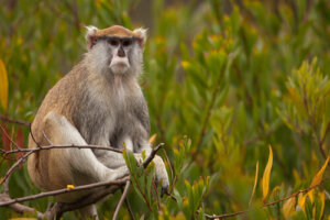 Conoce al mono patas