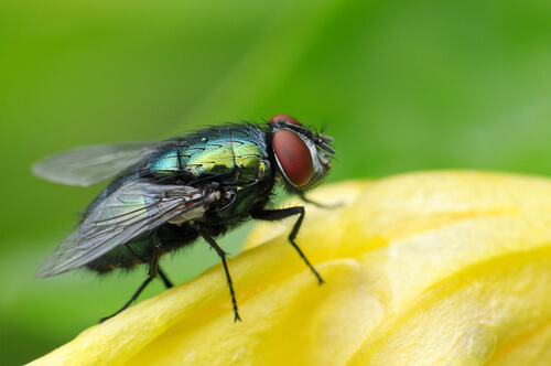 Mosca: ciclo de vida