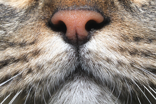 El sentido del olfato en los gatos