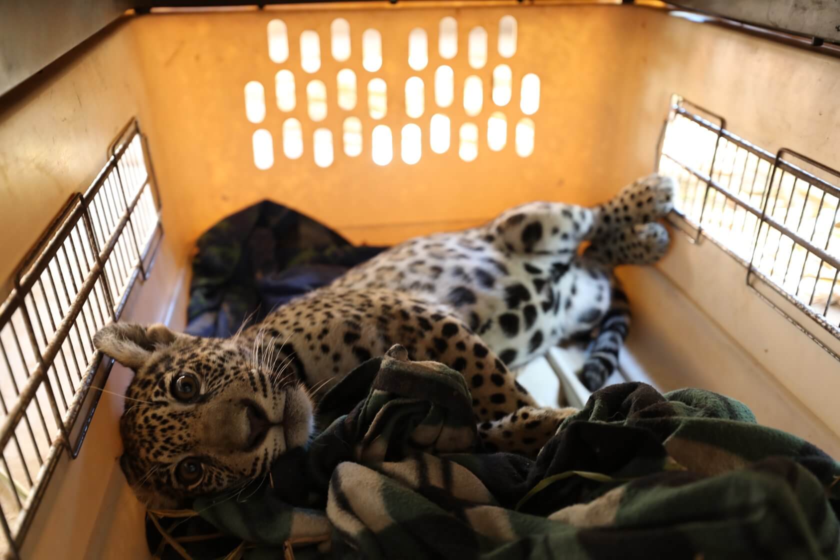 ONCA: jaguar