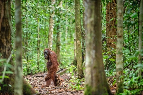 Orangután de Borneo en peligro de extinción