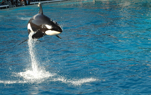Orcas en cautiverio