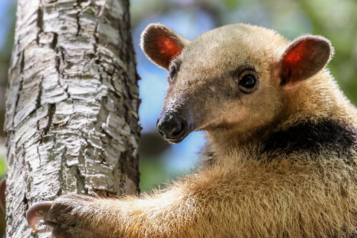 El oso melero, todo sobre esta especie