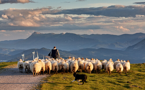 Sheep following their shepherd in the mountains, as a sheep dog follow after them.