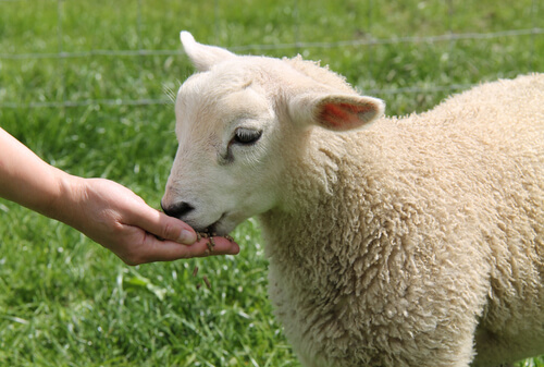 Persona dándole de comer a una oveja doméstica.