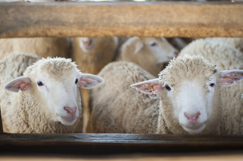 Sheep behind a wooden fence.