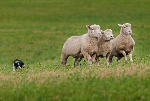 Ovis orientalis aries