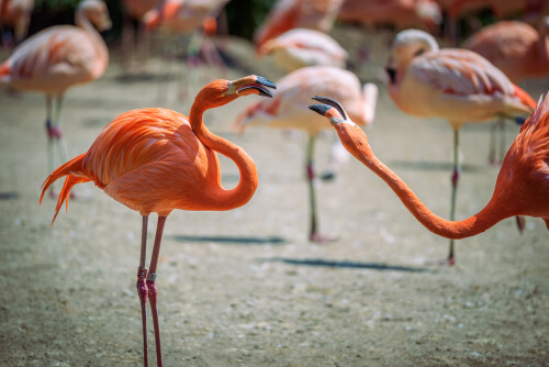 Pelea de flamencos