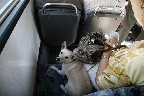 Perro en bus