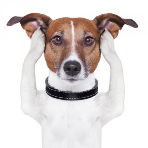 Sexto sentido en perros con sordera