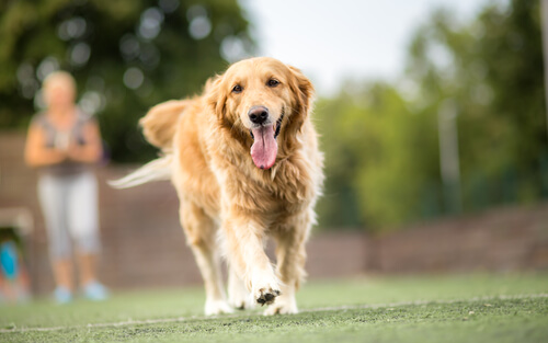 Perros huelen enfermedades