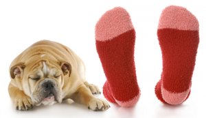 Mi perro se ha comido un calcetín: ¿qué debo hacer?