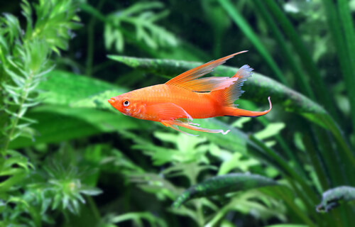 Pez cola de espada: alimentación