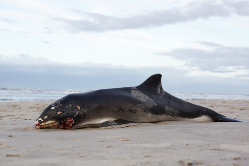 ¿Por qué explotan las ballenas muertas?