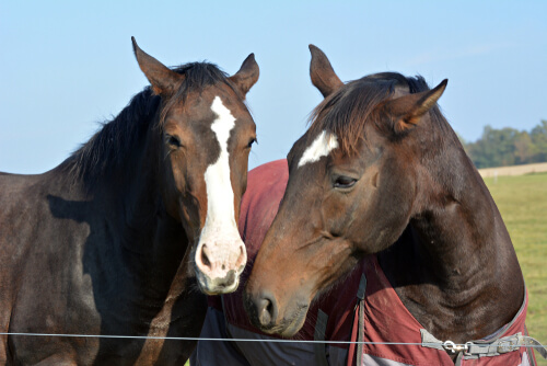 Por qué se estresan los caballos