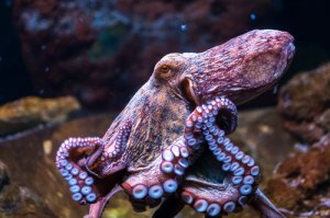 Animales difíciles de domesticar: el pulpo