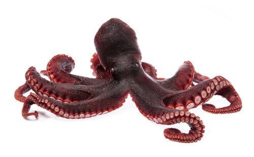 Pulpo droga