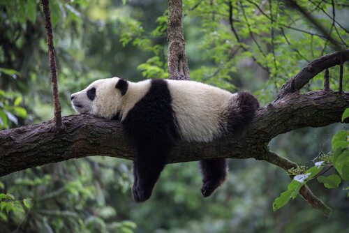 Qué come el oso panda
