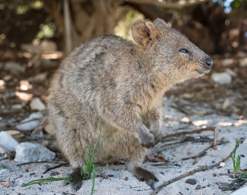 Quokka: alimentación