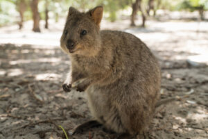 Quokka: alimentación y reproducción