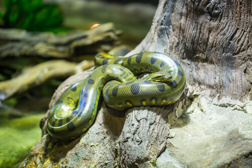 Reproducción de las anacondas verdes