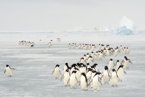 Riesgo de extinción de aves migratorias