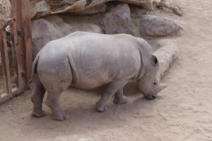 ¿Todos los animales corren el mismo riesgo de extinción?