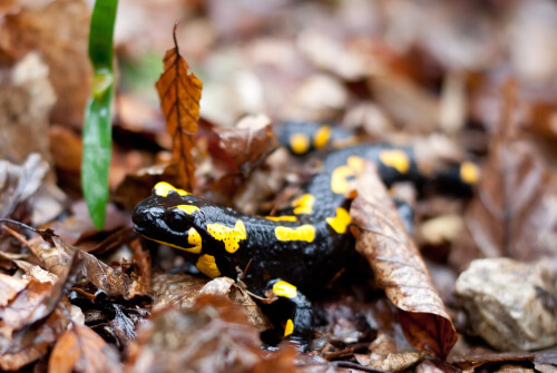 Salamandra moteada