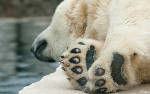 Salud de los osos polares