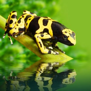 El sapito minero, una rana venenosa