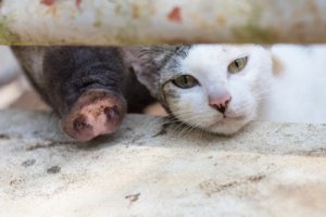 Síndrome del cerdo-gato: qué es esta alergia